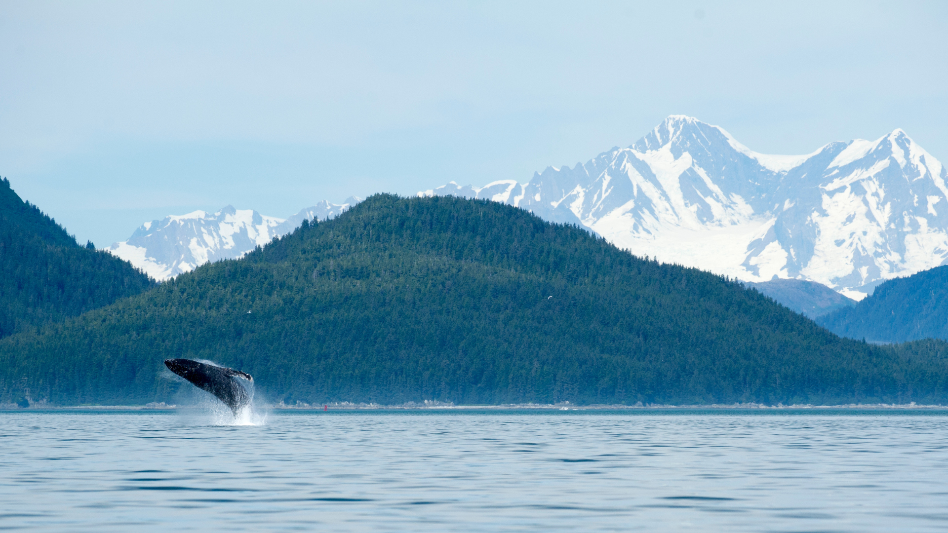 Glacier Bay Humpback Whale